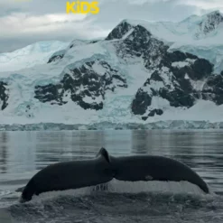 National Geographic Kids: Whale Tonie -TONIES Shop tonies pdp assets natgeo whale cover